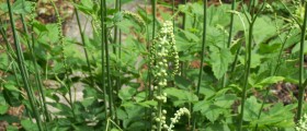 Black Cohosh For Preventing Osteoporosis: What Does The Science Say?